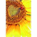 Klappkarte Sonnenblume mit Glittereffekt