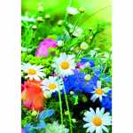 Klappkarte Blumenwiese 4016723493667