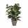 Kunstpflanze Ficus im 8712293303073