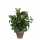Kunstpflanze Syngonium 8712293660572