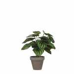 Kunstpflanze Peperomia im Topf H24cm grün...