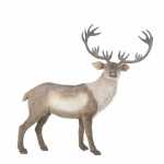 Edelman Elch 127x43x120cm braun