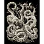 Kratzbild Oktopus 4016490819998