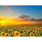 Diamond Painting Sonnenblumenfeld 40x30cm, I farbig...