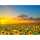 Diamond Painting Sonnenblumenfeld 40x30cm, I farbig sortierte Steine