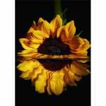 Diamond Painting Sonnenblume 40x30cm, farbig sortierte...