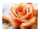 Diamond Painting Orangene Rose 50x40cm, farbig sortierte Steine,