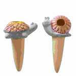 Topfstecker Samanta Schnecke/Schildkröte, 2fach...