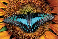 Interdruk Puzzle 250 Teile Bunte Natur 2 Schmetterling