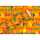 Geschenkpapier 2mx70cm Pop Birthday tangerine, Braun & Company