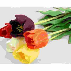 Tulpe mit Regentropfen 6-fach sortiert