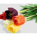 Tulpe mit Regentropfen 6-fach sortiert