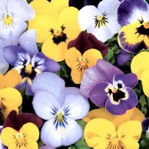 Servietten 33x33cm Pansies FSC-Mix, Paper+Design