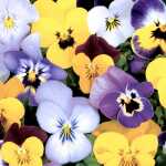 Servietten 33x33cm Pansies FSC-Mix, Paper+Design