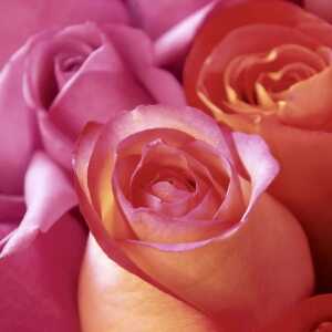 Servietten 33x33cm Rose Joy FSC-Mix, Paper+Design