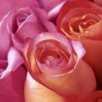 Servietten 33x33cm Rose Joy FSC-Mix, Paper+Design