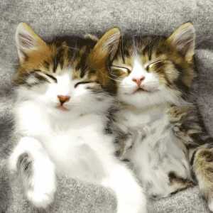 Servietten 33x33cm Sleepy Cats FSC-Mix, Paper+Design