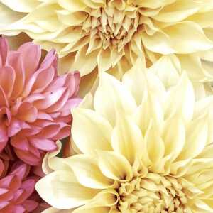 Servietten 33x33cm Soft Dahlias FSC-Mix, Paper+Design