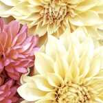 Servietten 33x33cm Soft Dahlias FSC-Mix, Paper+Design