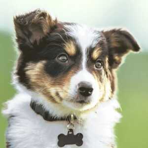 Servietten 33x33cm Sweet Dog FSC-Mix, Paper+Design