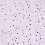 Goldbuch Geschenkpapier Finamente lilac