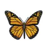 Roth Bügelbild Schmetterling Stickerei 12 cm x 16 cm