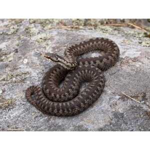 Brainstorm Fernglas 5060122731393