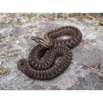 Brainstorm: Outdoor Adventure Fernglas