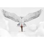 Metal Earth: Premium Series Harry Potter - Hedwig