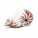 Spielfigur Nautilus 3465000560614