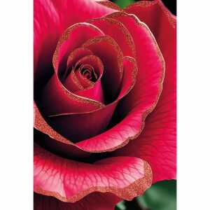 Kurt Eulzer Grußkarte Blanko rote Rose