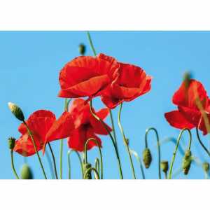 Kurt Eulzer Glückwunschkarte Blanko Mohnblume DIN A5