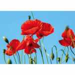 Kurt Eulzer Glückwunschkarte Blanko Mohnblume DIN A5