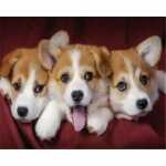 PRACHT Diamond Painting Hundebabys 40x30cm