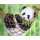 PRACHT Diamond Painting Panda 40x30cm