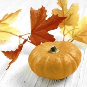 Paper+Design Servietten Pumpkin Leaf 24x24cm 20 Stück