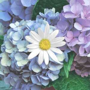 PAPER+DESIGN 209973 3lag Motivserviette 33x33cm