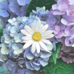 PAPER+DESIGN 209973 3lag Motivserviette 33x33cm