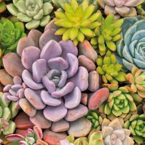 PAPER+DESIGN 209956 3lag Motivserviette 33x33cm