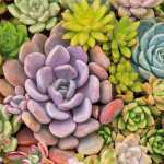 PAPER+DESIGN 209956 3lag Motivserviette 33x33cm