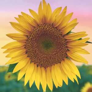 PAPER+DESIGN 209970 3lag Motivserviette 33x33cm