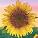 PAPER+DESIGN 209970 3lag Motivserviette 33x33cm