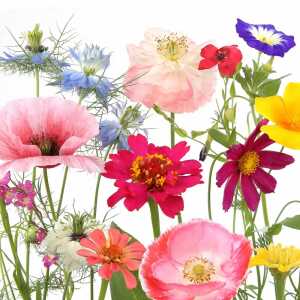 PAPER+DESIGN 209976 3lag Motivserviette 33x33cm