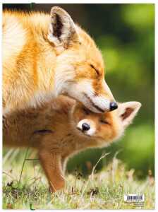 Roth Tierische Zeichenmappen A3 Fuchs