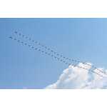 HQ Drachenschwanz Tube Tail Black & White Gradient 24 m - 2. Wahl