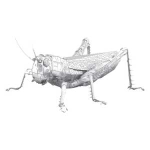 Metal Earth Bug Coll Grasshopper