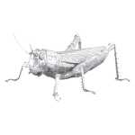 Metal Earth Bug Coll Grasshopper