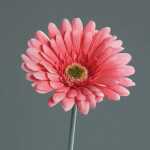Kunstblume Gerbera pink 56cm 4027234238227