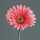 Kunstblume Gerbera pink 56cm 4027234238227