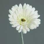 Kunstblume Gerbera cream 56cm 4027234238241